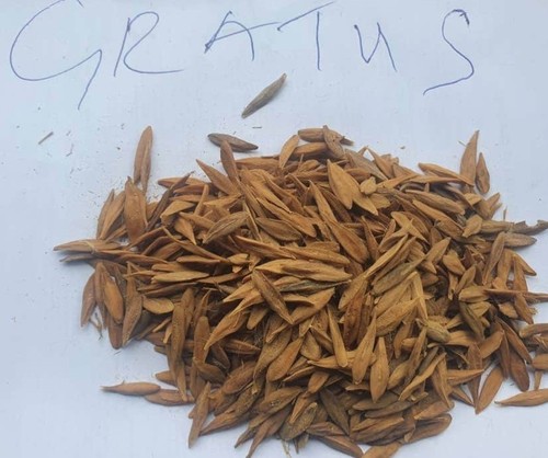 Semi strophanthus gratus - semi,